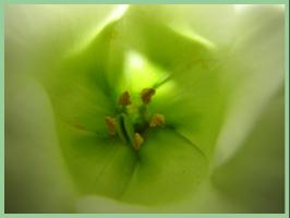 image4781 image4781
